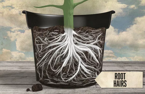 Healthy Root System